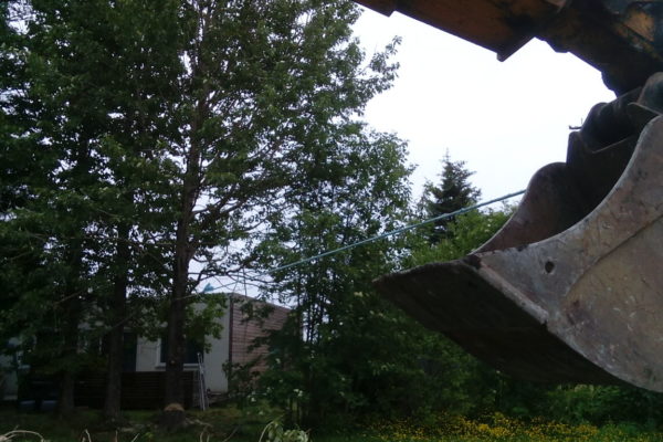 Trjáfelling og frágangur